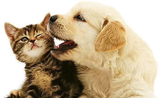 One Stop Pet Supplies - Click Find