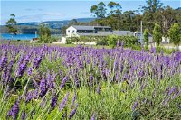 Port Arthur Lavender - Australian Directory
