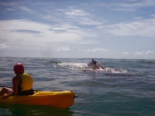 Cape Byron Kayaks - thumb 4