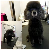 Aloha K9 Services Dog Grooming  Training - Internet Find