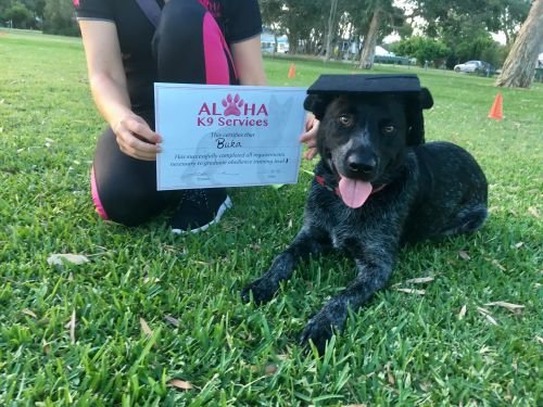 Aloha K9 Services Dog Grooming & Training - Adwords Guide 3