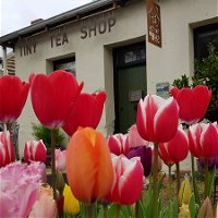 Tiny Tea Shop - Seniors Australia