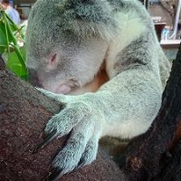Champagne Bush Tucker Breakfast with the Koalas - Adwords Guide