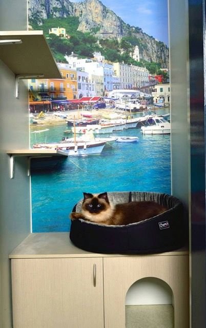 Luxury Cat Hotel - thumb 4