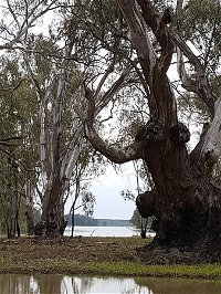 The Forest Door - Seniors Australia
