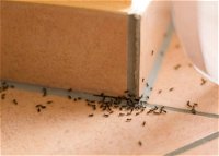 Wisemans Pest Control - Internet Find