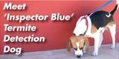 Blue Peace Pest Control - Australian Directory