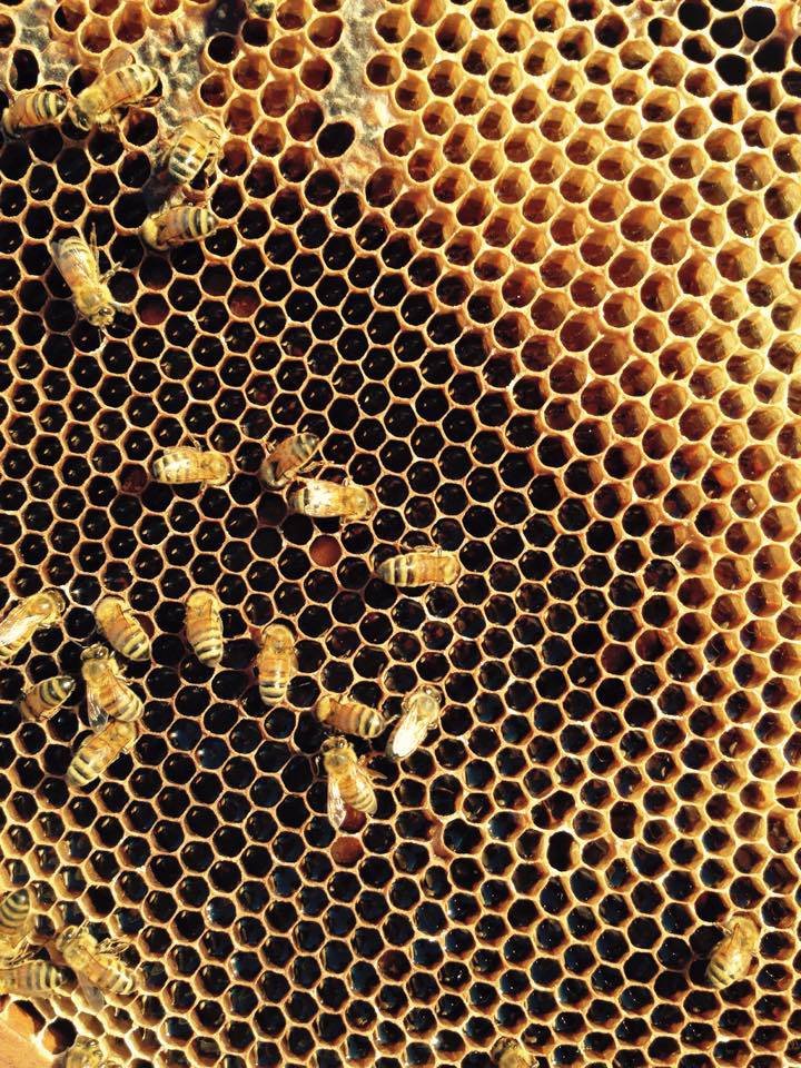 Bees Creek Honey - thumb 3