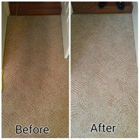 Elite Carpet Cleaning & Pest Control - thumb 6