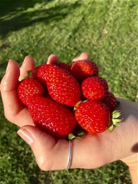 Beechworth Berries - Click Find