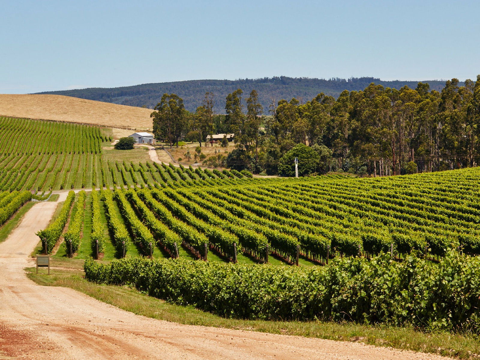 Pipers Brook Vineyard - thumb 1