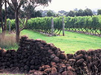 Spring Vale Vineyard