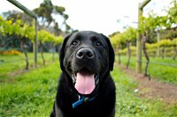 Every Man and His Dog Vineyard - Internet Find