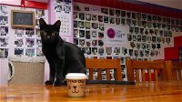 Cat Cuddle Cafe - DBD