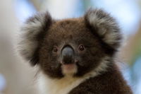 Bimbi Park - Camping Under Koalas - Australian Directory