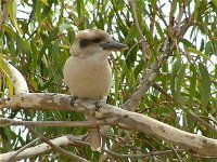 kookaburra nest - Seniors Australia
