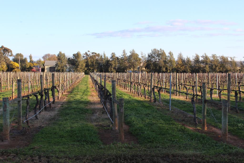 Milawa Vineyard Views - Guesthouse 1 - thumb 1