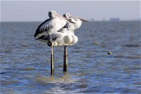 Pelican Perch Retreat - Internet Find