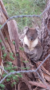 Stringybark Hills Retreat