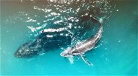 Ningaloo Lodge Exmouth - Click Find