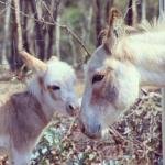 Donkey Tales Farm Cottages - Click Find