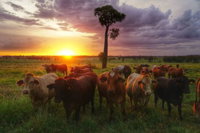 Myella Farm Stay - Australian Directory