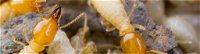 Suresafe Pest Management Pty Ltd - Click Find