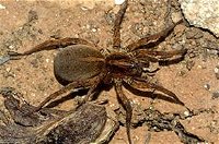 Cabans Pest Control - Click Find