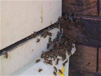 Propest Pest Management Services - Internet Find