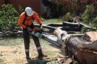 Full Tree Service  Stump Removal - Suburb Australia