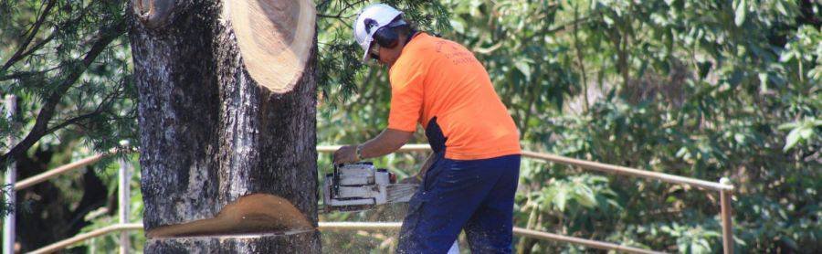 Full Tree Service & Stump Removal - thumb 1