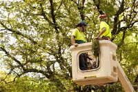 Paradise Tree Services - Click Find