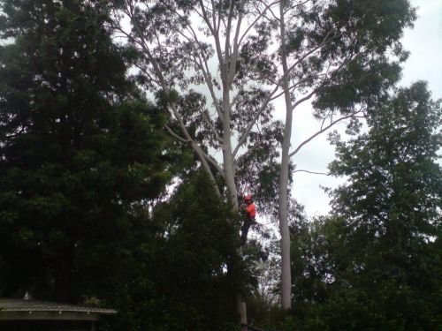 A1 Tree Service NSW Pty Ltd - thumb 1