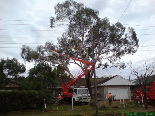 A1 Tree Service NSW Pty Ltd - thumb 2