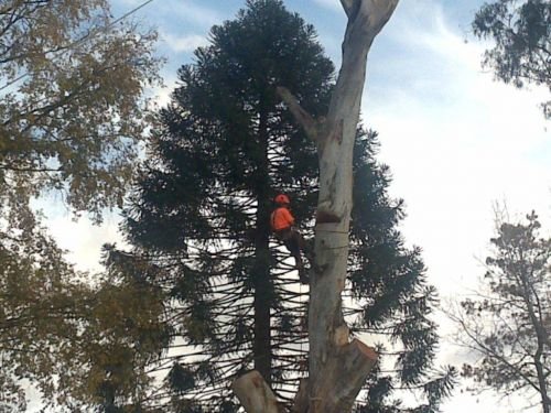 A1 Tree Service NSW Pty Ltd - thumb 3