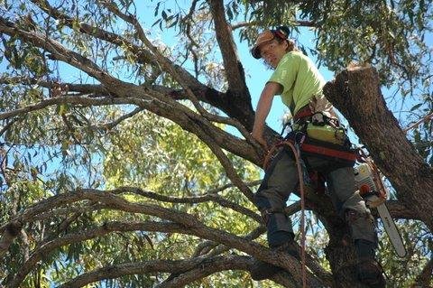 Tallow Tree Services Pty Ltd - Click Find