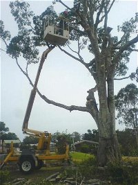 D  M Tree Services - Click Find