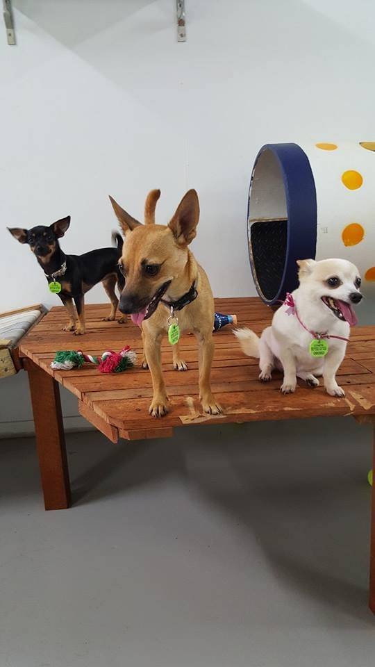 Gympie Doggy Day Care - Click Find