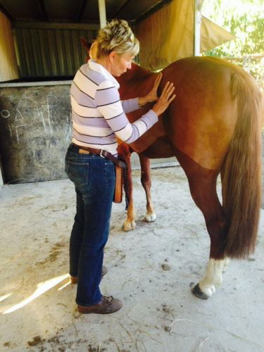 Penny Grov Equine Sports Body Worker & Laser Therapist - thumb 1