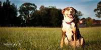 Fletcher Veterinary Practice - Click Find