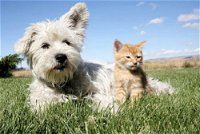 Edgeworth Veterinary Clinic - Click Find