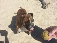 Diamond Beach Veterinary Clinic - Click Find