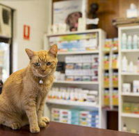 Wulguru Veterinary Clinic - Click Find