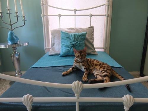 Cat Utopia Resort  SpaLuxury Cat Boarding - Click Find