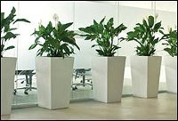 Living Green Indoor Plant Hire - LBG