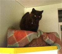 Whiskers on Braford Cattery - Click Find