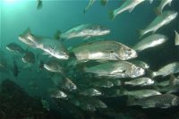 Spear  Fish Downunder - Suburb Australia