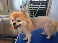All Dogs Grooming - Click Find