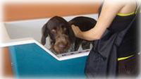 Pupstars Daycare and Grooming - Click Find