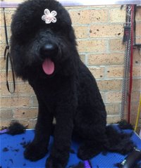 Bubbles Grooming Salon - Internet Find
